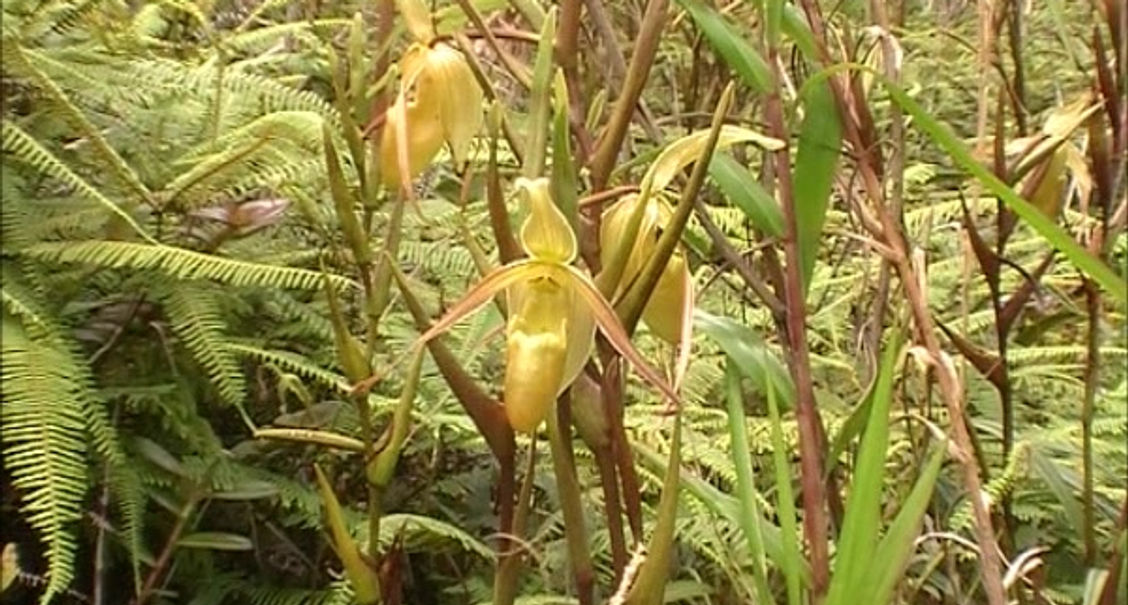 Phragmipedium longifolium in-situ